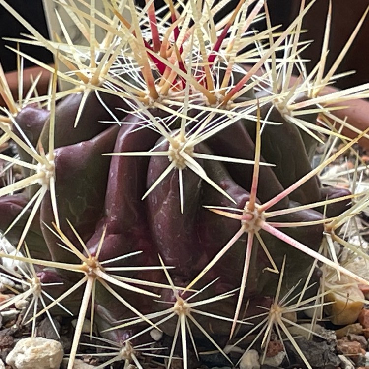 plant image 1632937 plant image 1632937