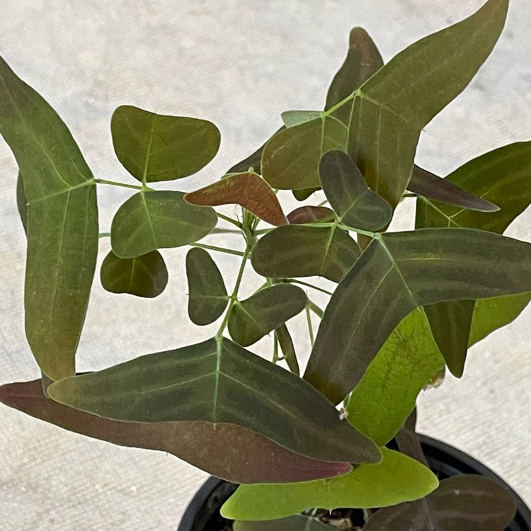 plant image 1633327