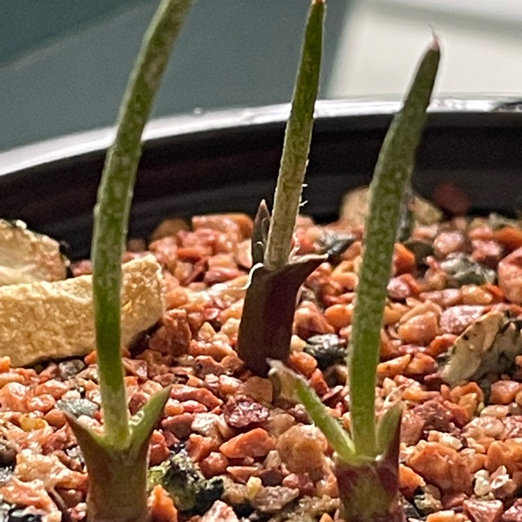 Plant image Astrophytum caput-medusae syn. Digitostigma caput-medusae
