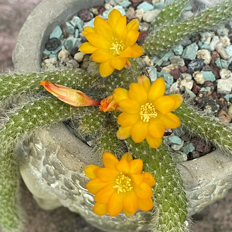 Plant image Rebutia pulvinosa