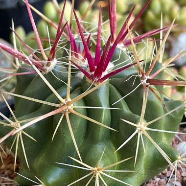 Ferocactus Stanesii syn. Ferocactus stainesii : Ferocactus pilosus ; Ferocactus pringlei
