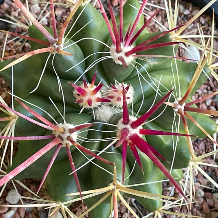 plant image 1649519 plant image 1649519