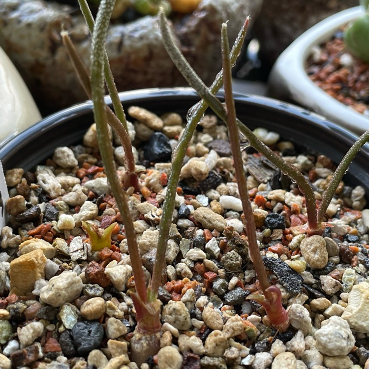 plant image 1652753