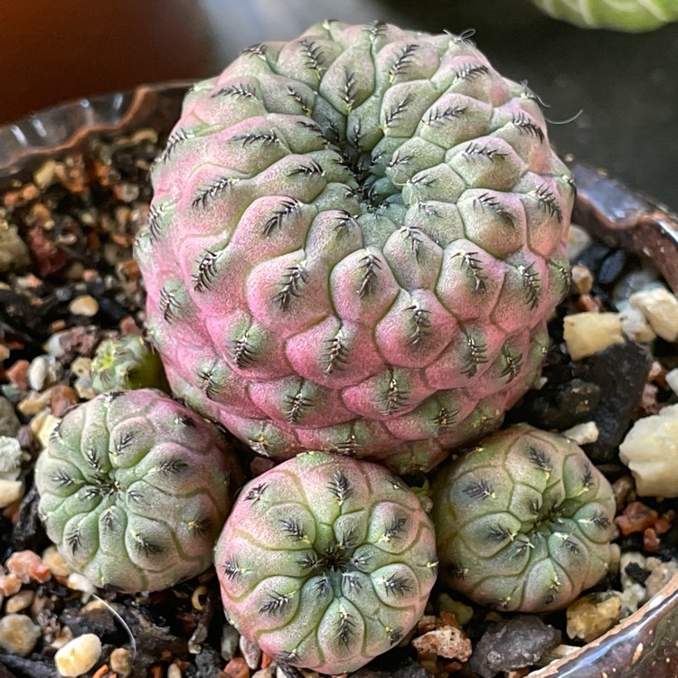 Plant image Sulcorebutia rauschii cv. Violacidermis