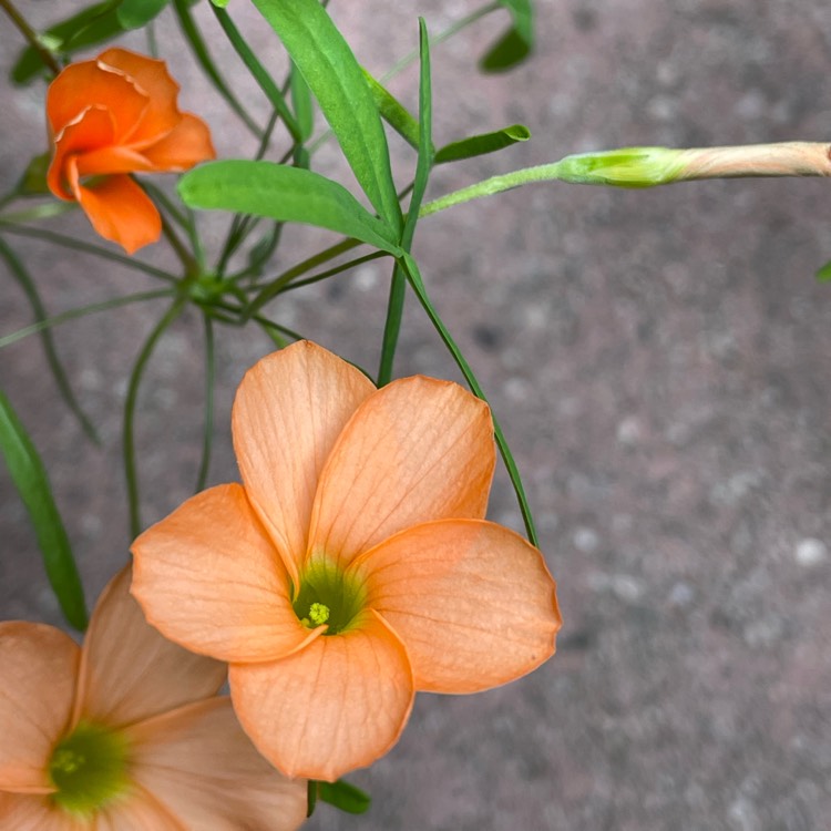 plant image 1663211