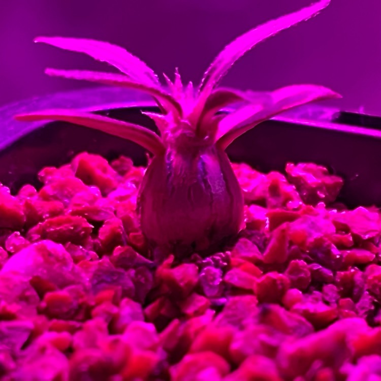 Plant image Pachypodium Horombense