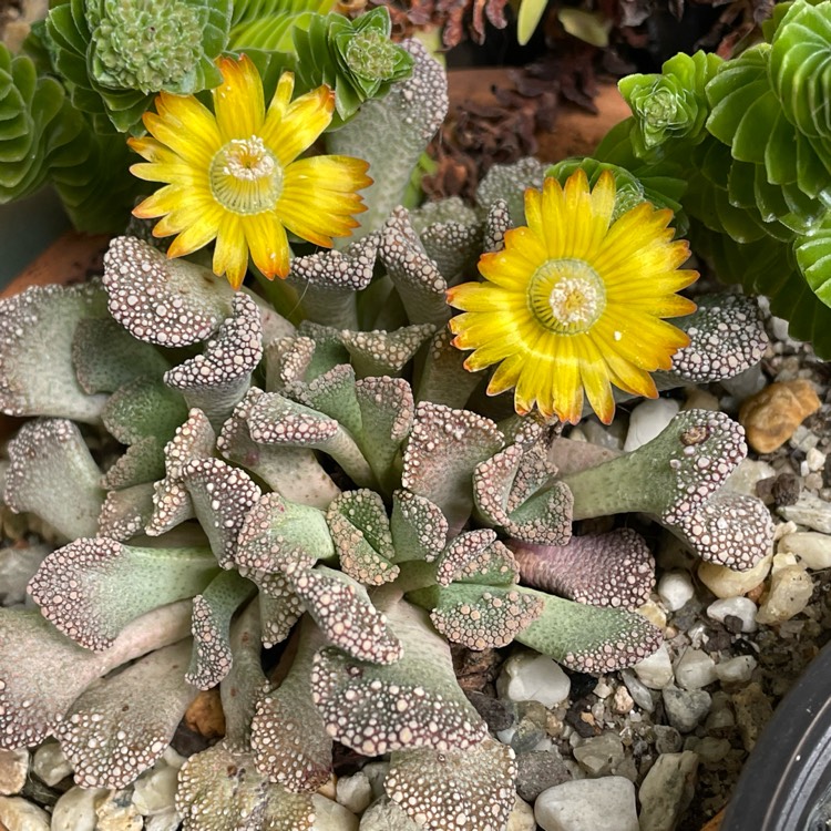 Plant image Titanopsis Calcarea (Living Jewel)