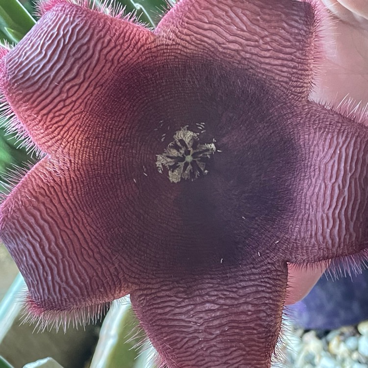 Plant image Stapelia grandiflora