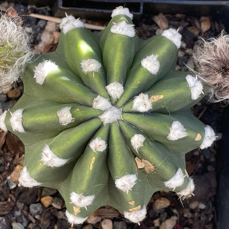 Plant image Echinopsis ancistrophora