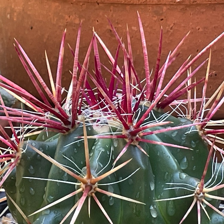 plant image 1704422 plant image 1704422