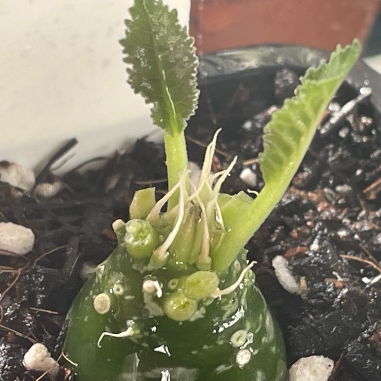 Plant image Dorstenia foetida