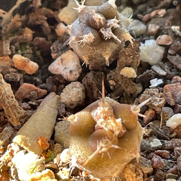 Plant image Tephrocactus aoracanthus