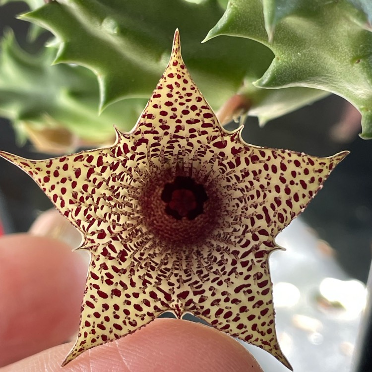 plant image 1731364