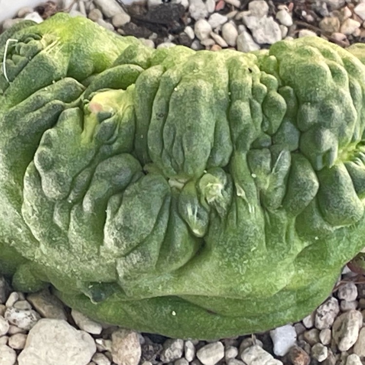 plant image 1731365