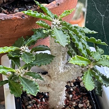 Euphorbia capsaintemariensis