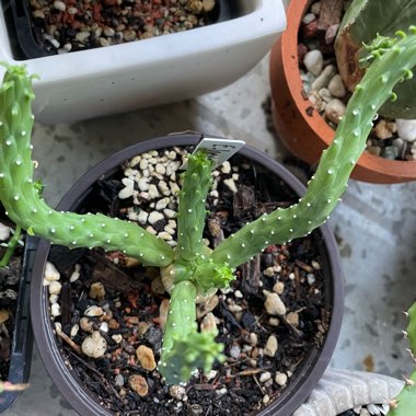 Green Crown