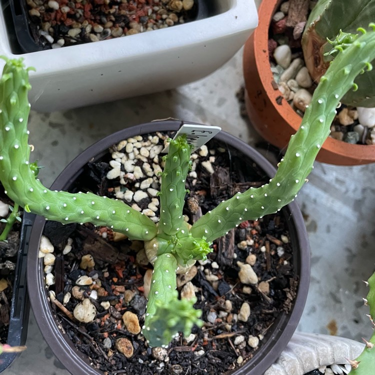 plant image 1734371