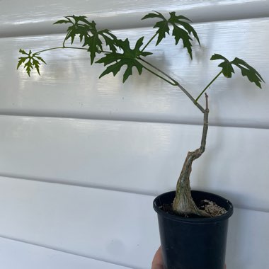 jobakes's plant