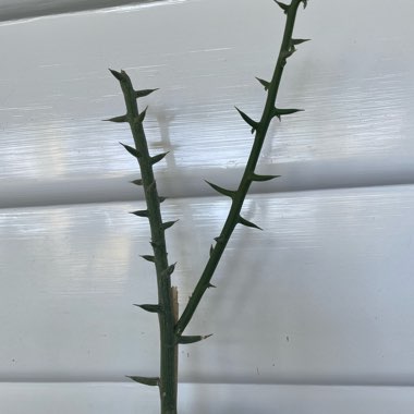 jobakes's plant
