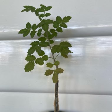 Fragrant Bursera