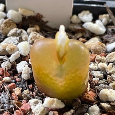 jobakes's plant