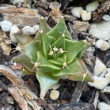 Artichoke Cactus
