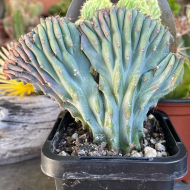 Myrtillocactus geometrizans cristata
