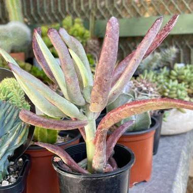 Cotyledon 'White Sprite'