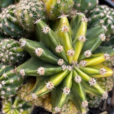 Echinopsis Oxygona Hybrid Variegata