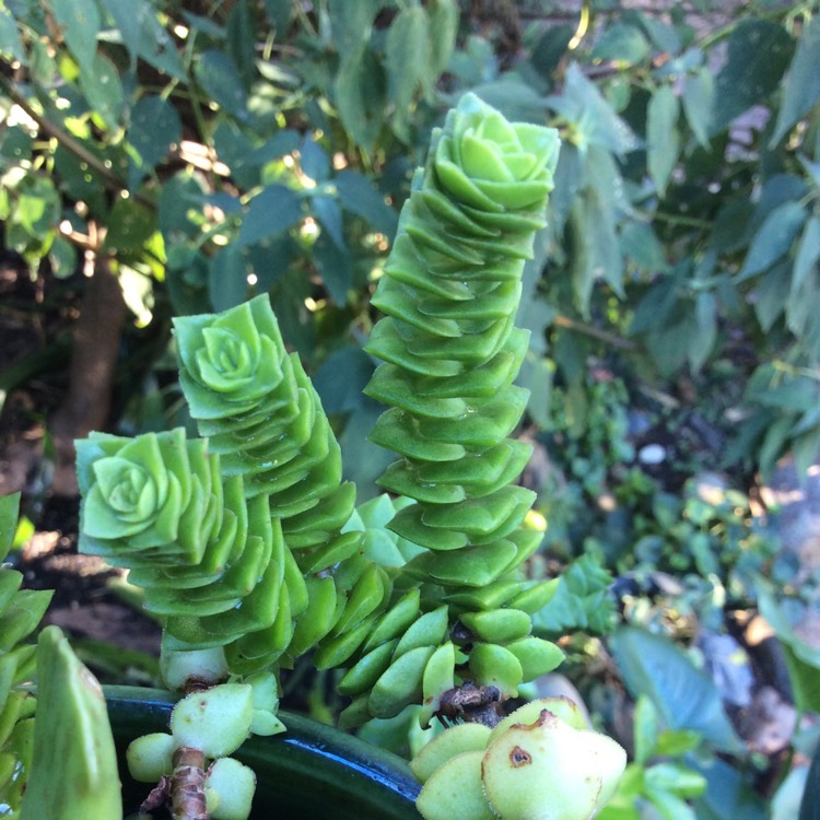 plant image 647490