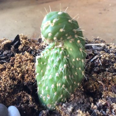 Cylindropuntia fulgida var. mamillata