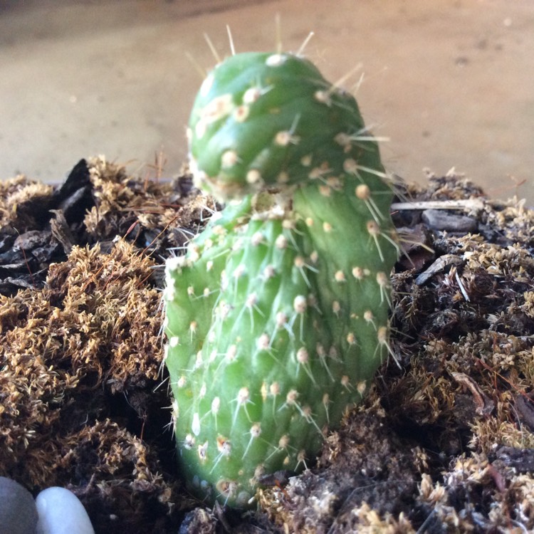 plant image 648325