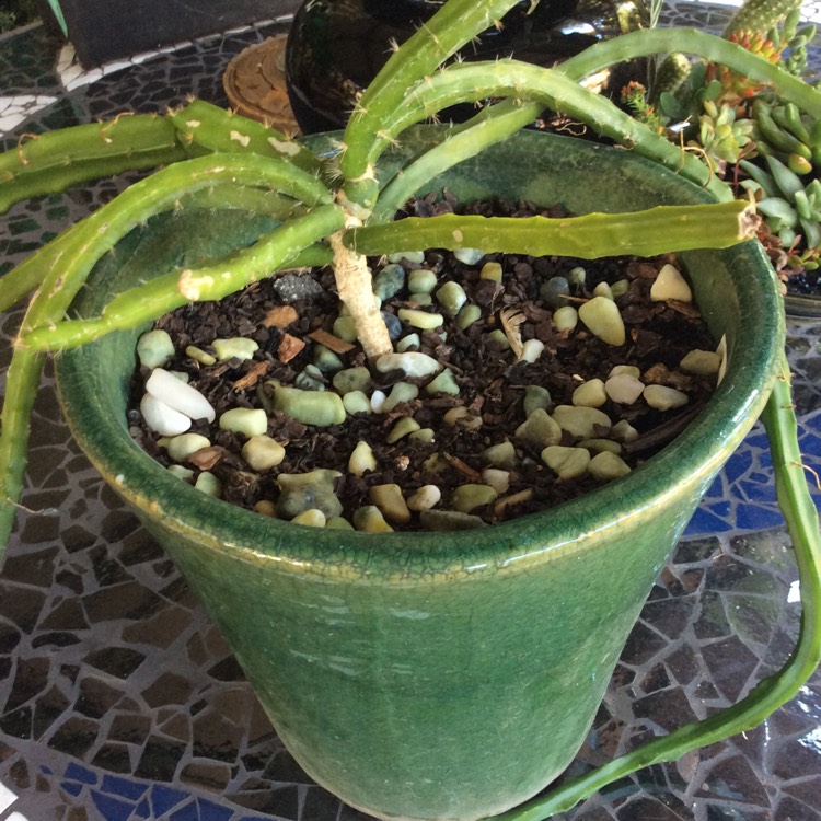 Plant image Selenicereus Grandiflorus syn. Cactus grandiflorus, Cereus grandiflorus