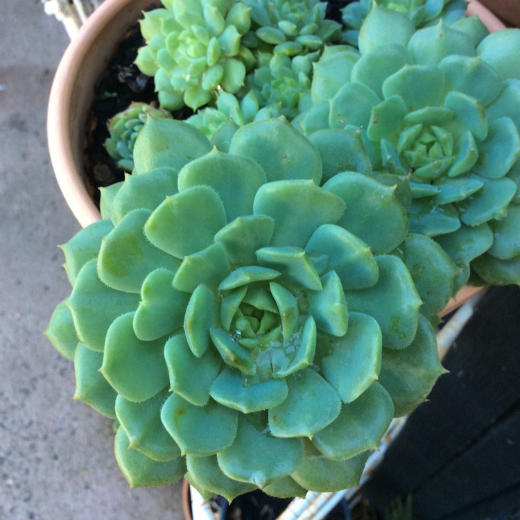 Plant image Echeveria Kircheriana