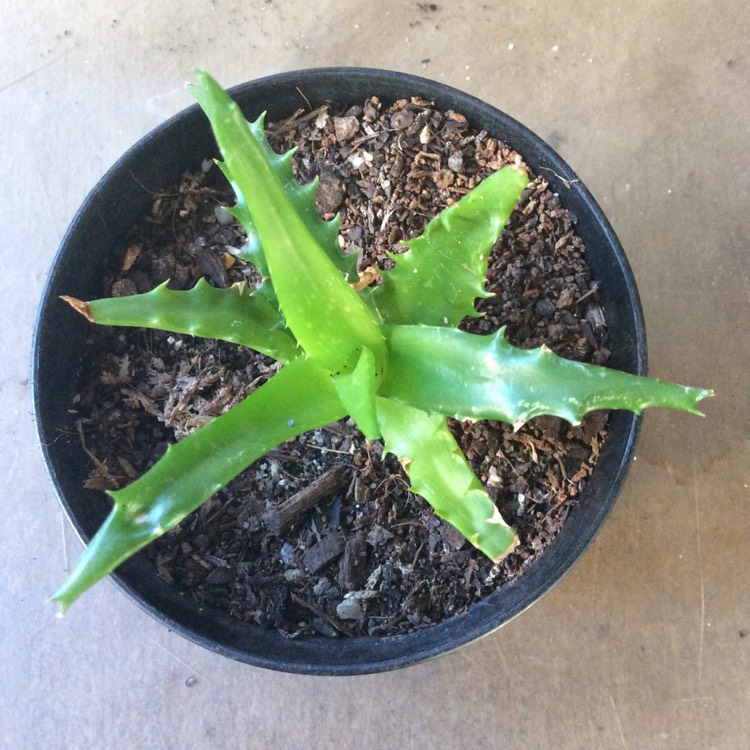Plant image Aloe Congolensis