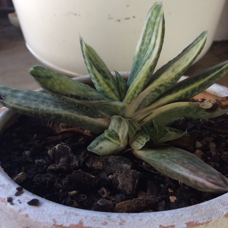 plant image 652760