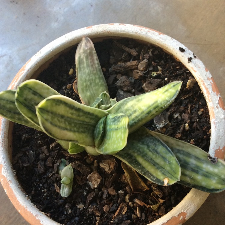 Plant image Gasteria Brevifolia Variegata