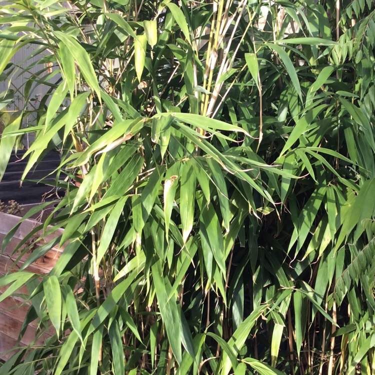 Plant image Pseudosasa japonica syn. Arundinaria japonica