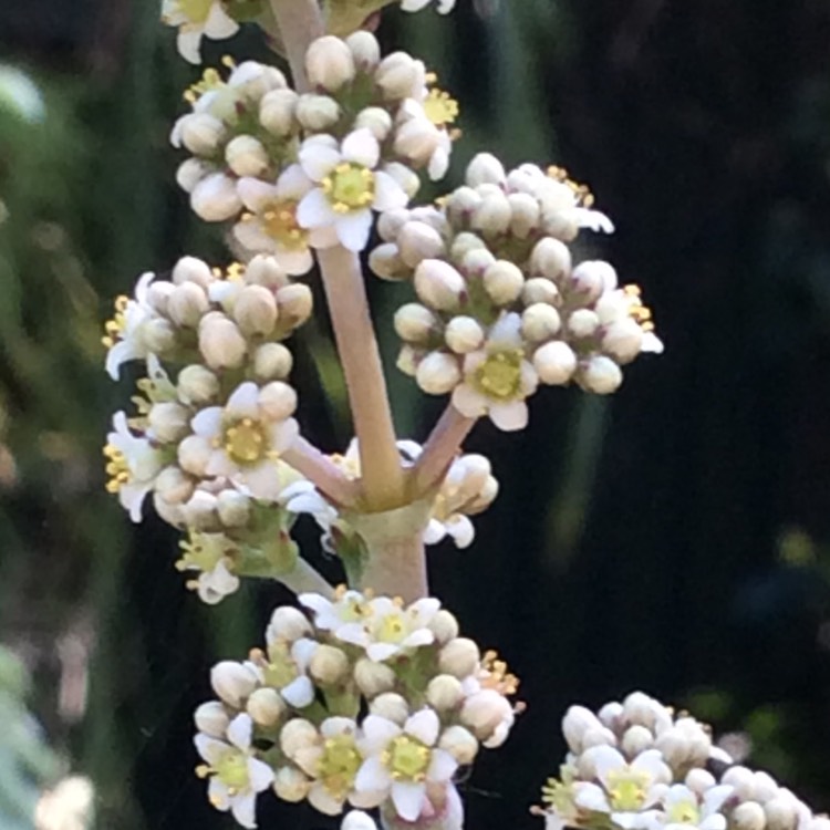 plant image 670633