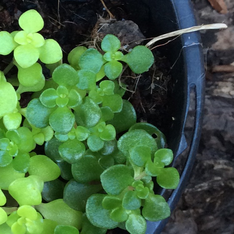 Plant image Sedum makinoi 'Green Blob'