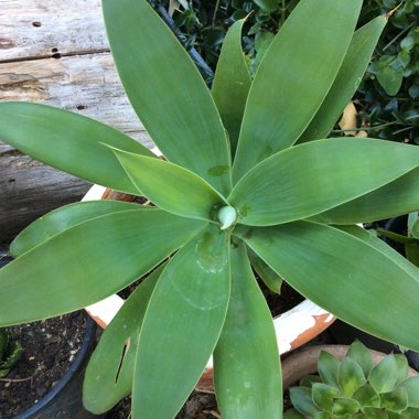Agave attenuata