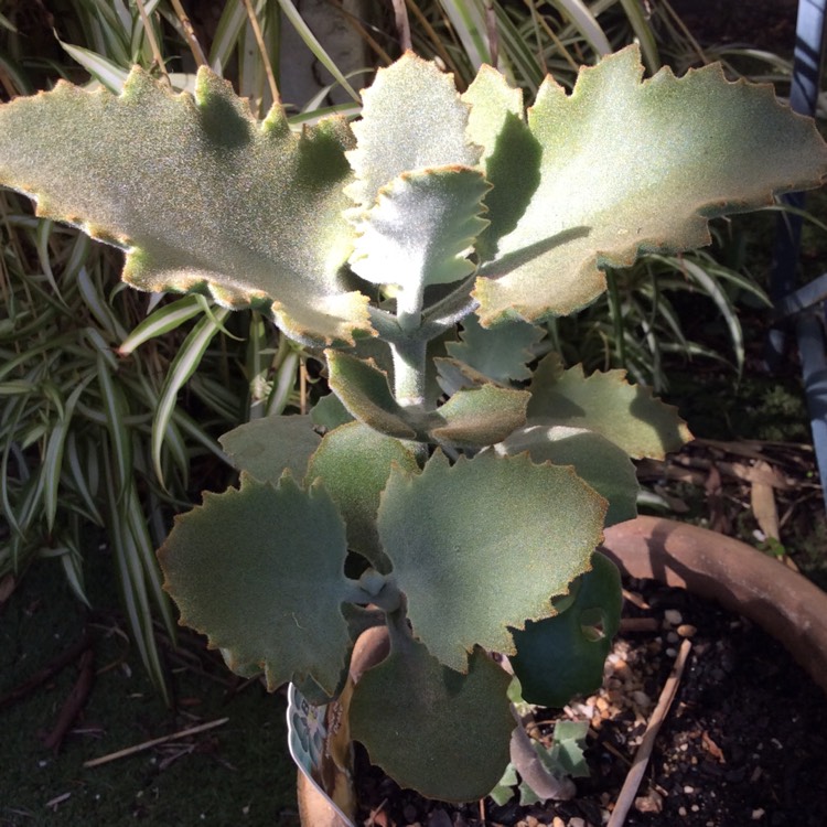 Plant image Kalanchoe Beharensis Oak Leaf