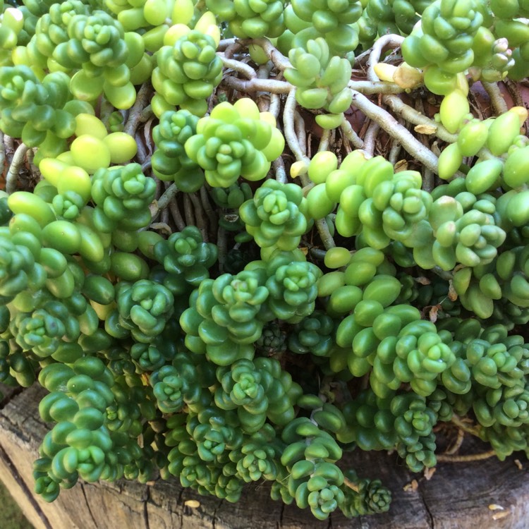 plant image 672161