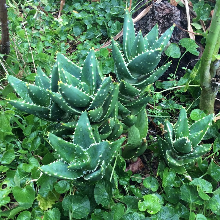 Plant image Aloe nobilis