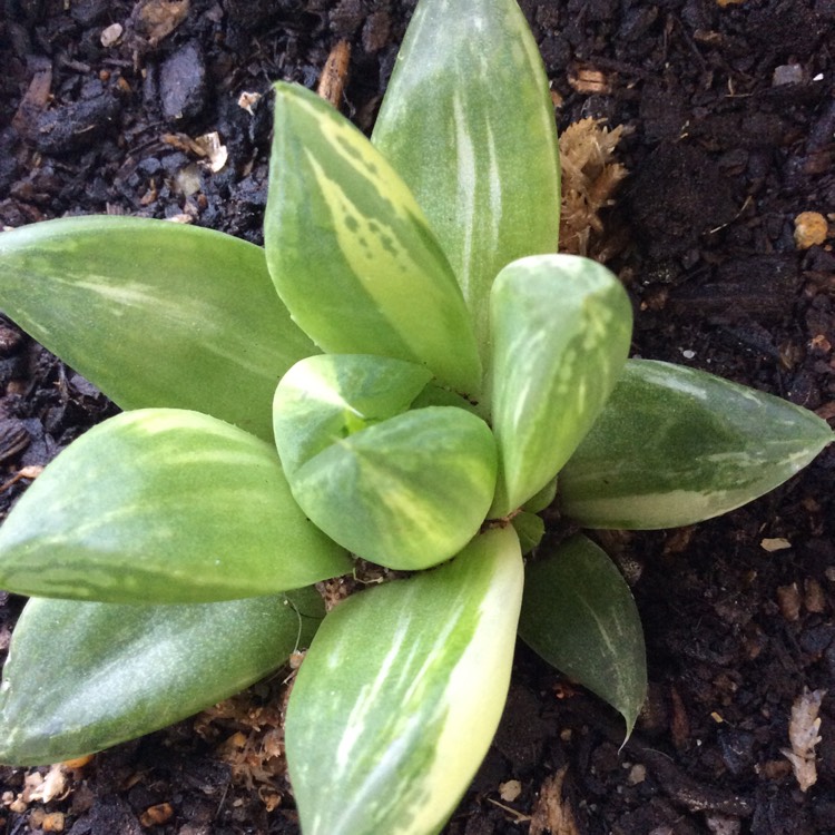 plant image 685708 plant image 685708