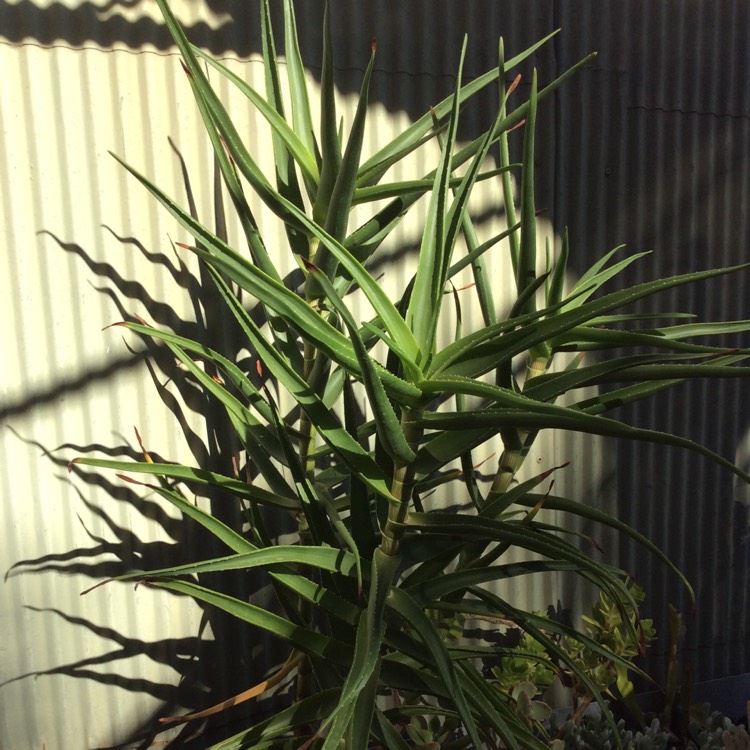 plant image 711086