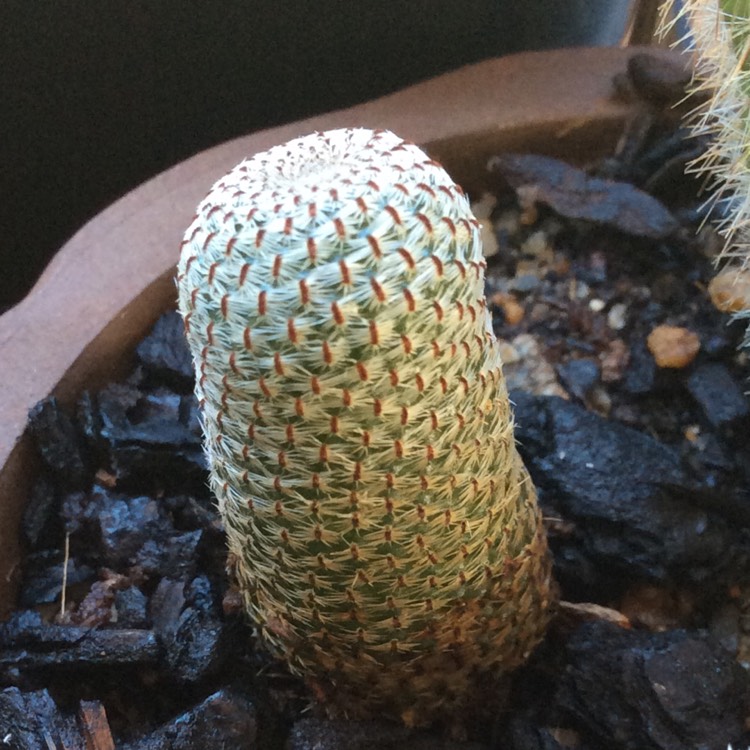 Plant image Rebutia heliosa syn. Aylostera heliosa
