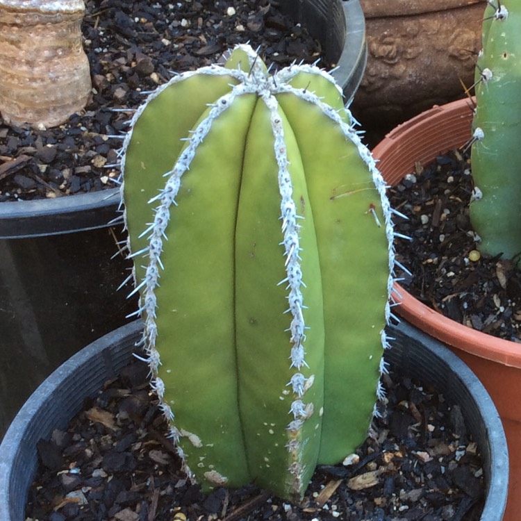 Plant image Pachycereus marginatus