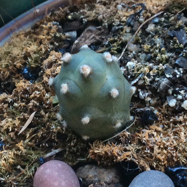 Plant image Tephrocactus articulatus