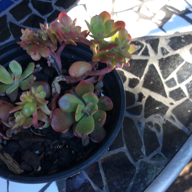 Plant image Echeveria Briar Rose